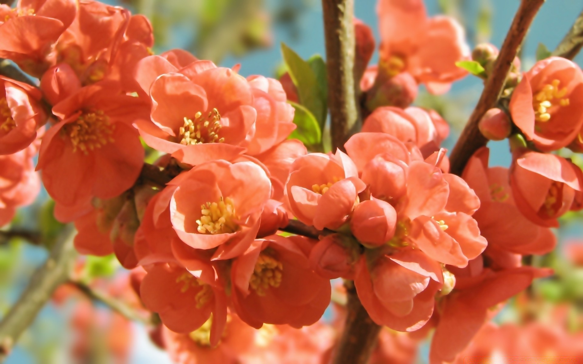 flowers nature flower branch garden flora tree leaf outdoors growth blooming season summer bright petal cherry close-up