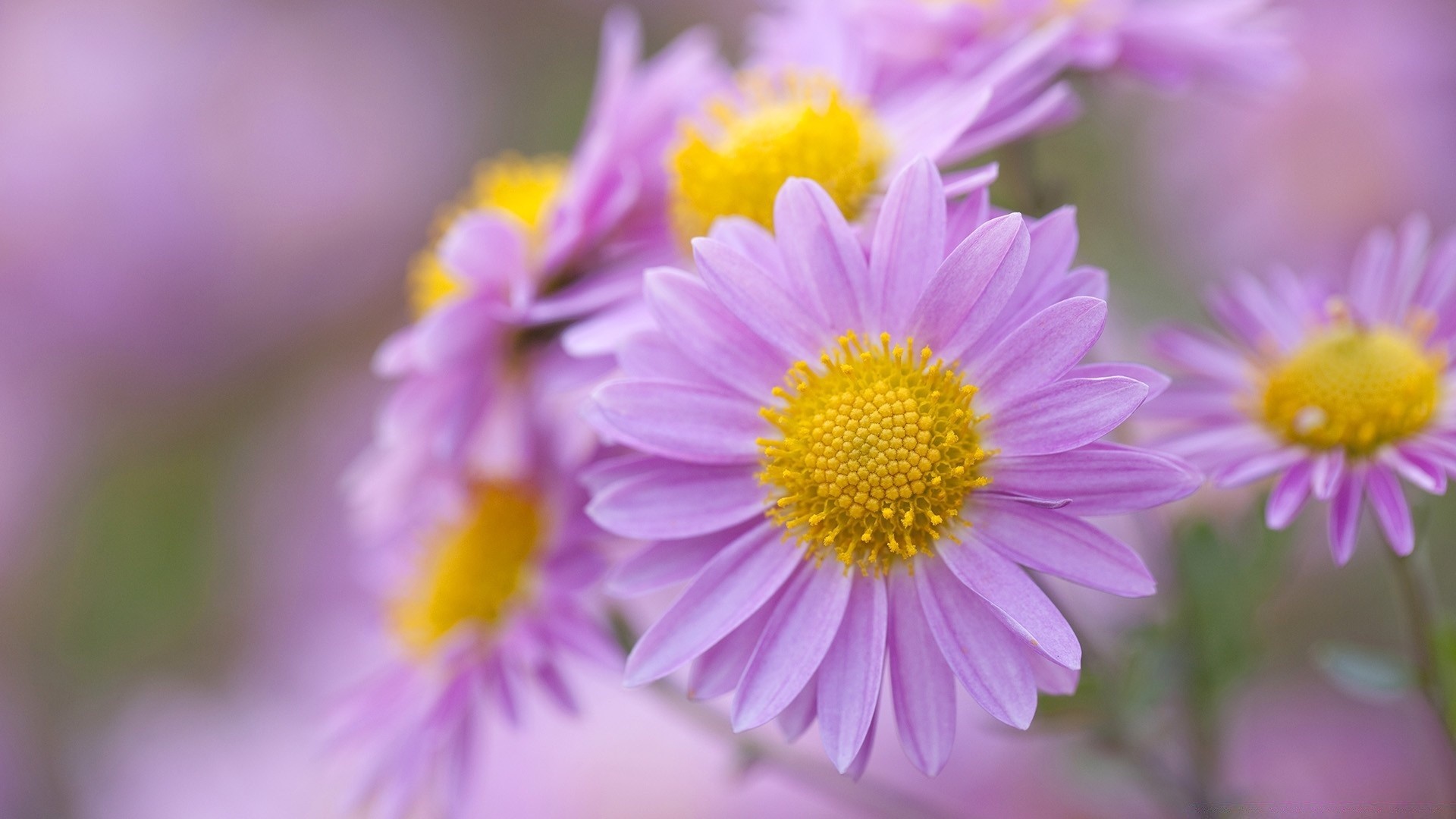 fleurs nature fleur flore été pétale lumineux bluming jardin floral feuille couleur gros plan saison croissance belle champ foin sauvage à l extérieur