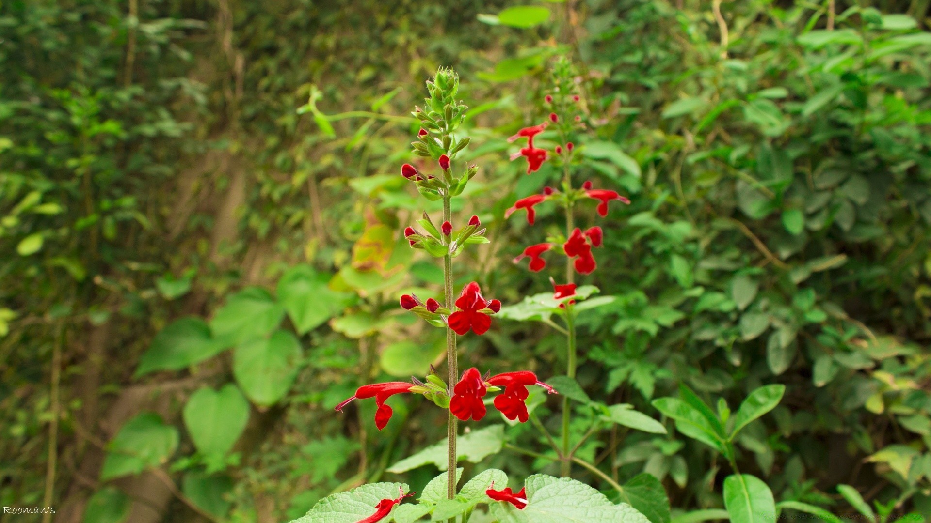 flowers leaf nature flower summer flora outdoors garden wood shrub tree growth wild