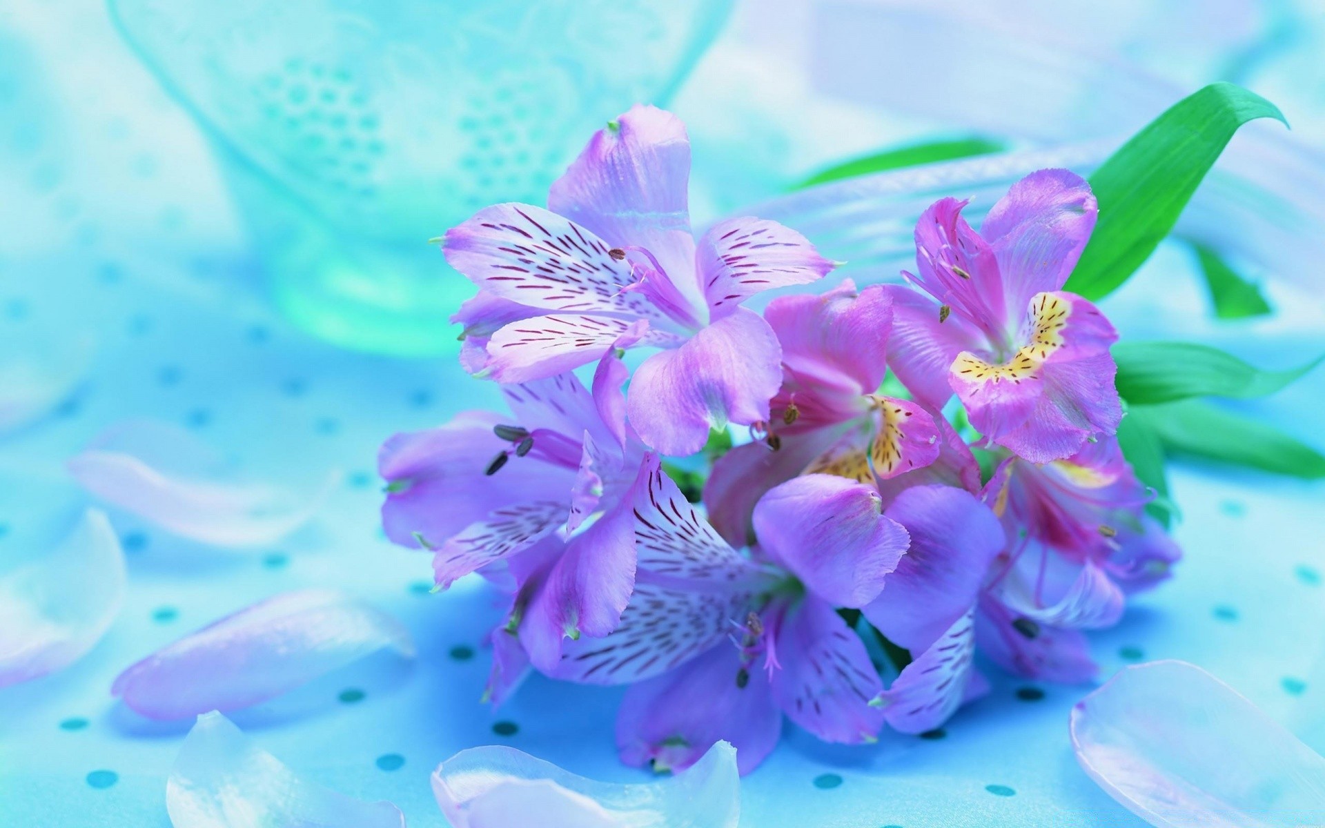 花 自然 花 植物 美丽 明亮 夏天 花 花瓣 花 花园 热带 叶 特写 开花 桌面 新鲜