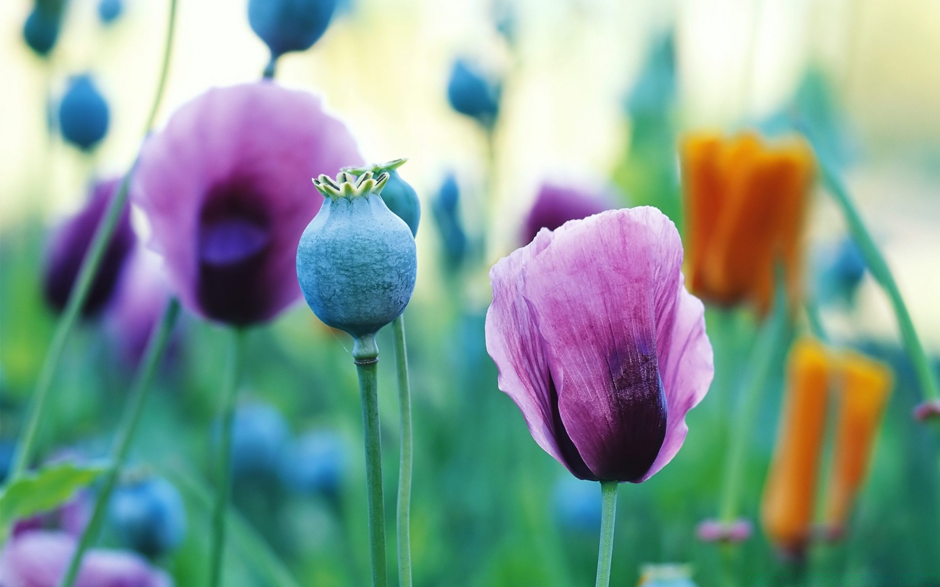 çiçekler doğa çiçek yaz yaprak flora parlak lale büyüme bahçe açık havada çimen alan güzel hava paskalya renk çiçek