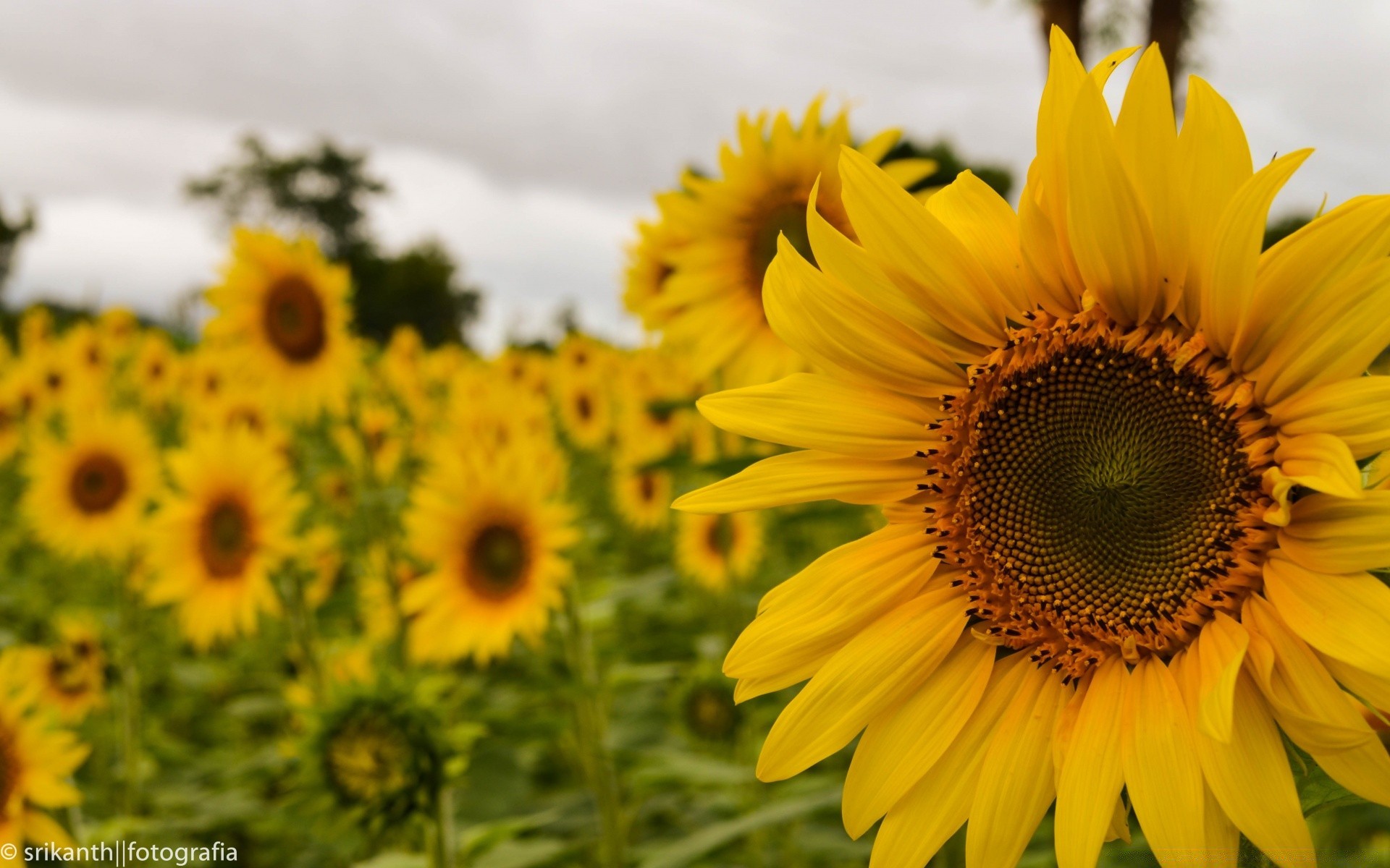 çiçekler ayçiçeği yaz doğa flora çiçek parlak yaprak büyüme kırsal güzel hava petal alan açık havada çiçek polen güneş güzel güneşli bahçe