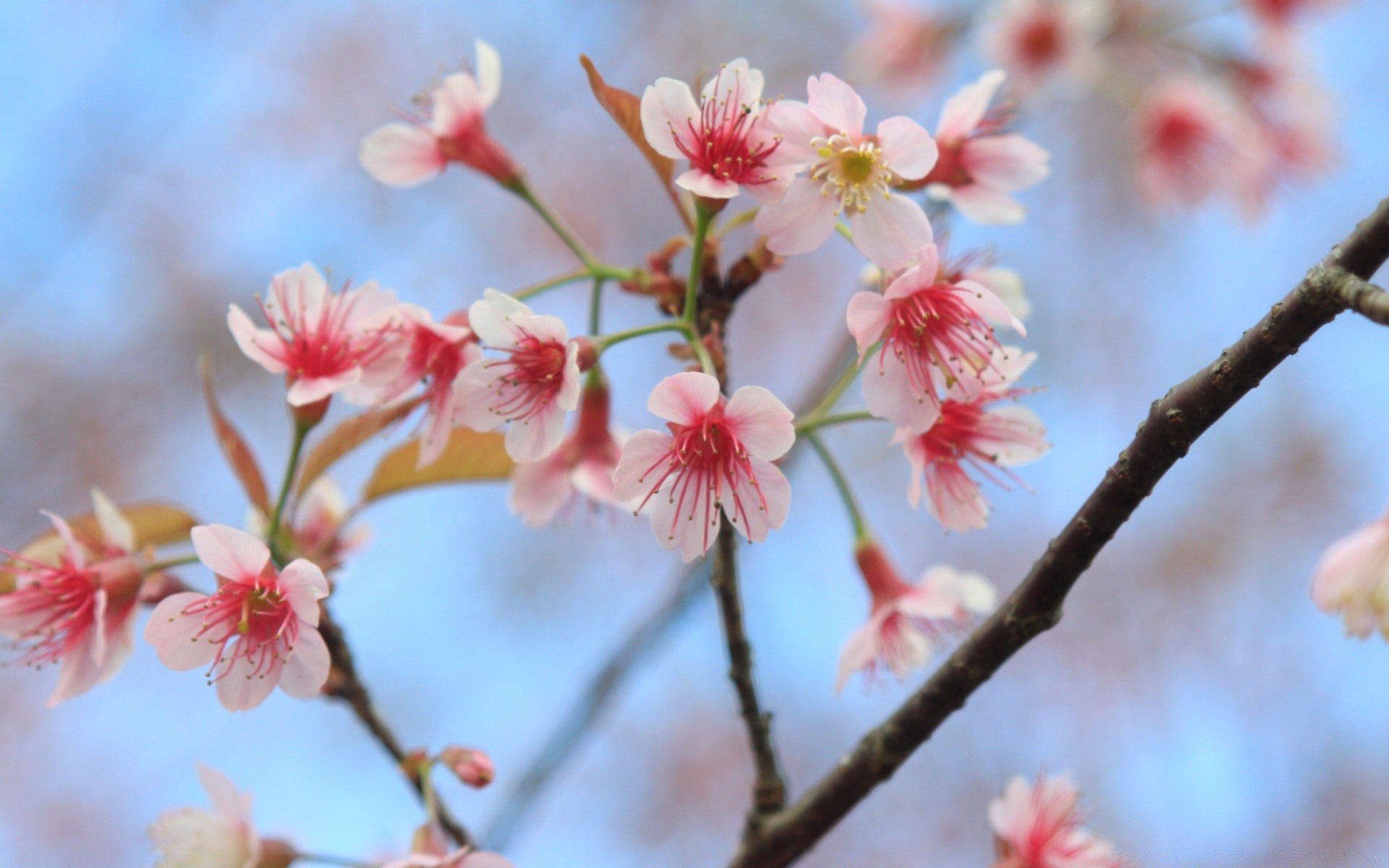 fiori fiore ciliegio ramo albero natura flora giardino stagione fioritura petalo compagno mela primo piano primavera parco delicato prugna floreale colore