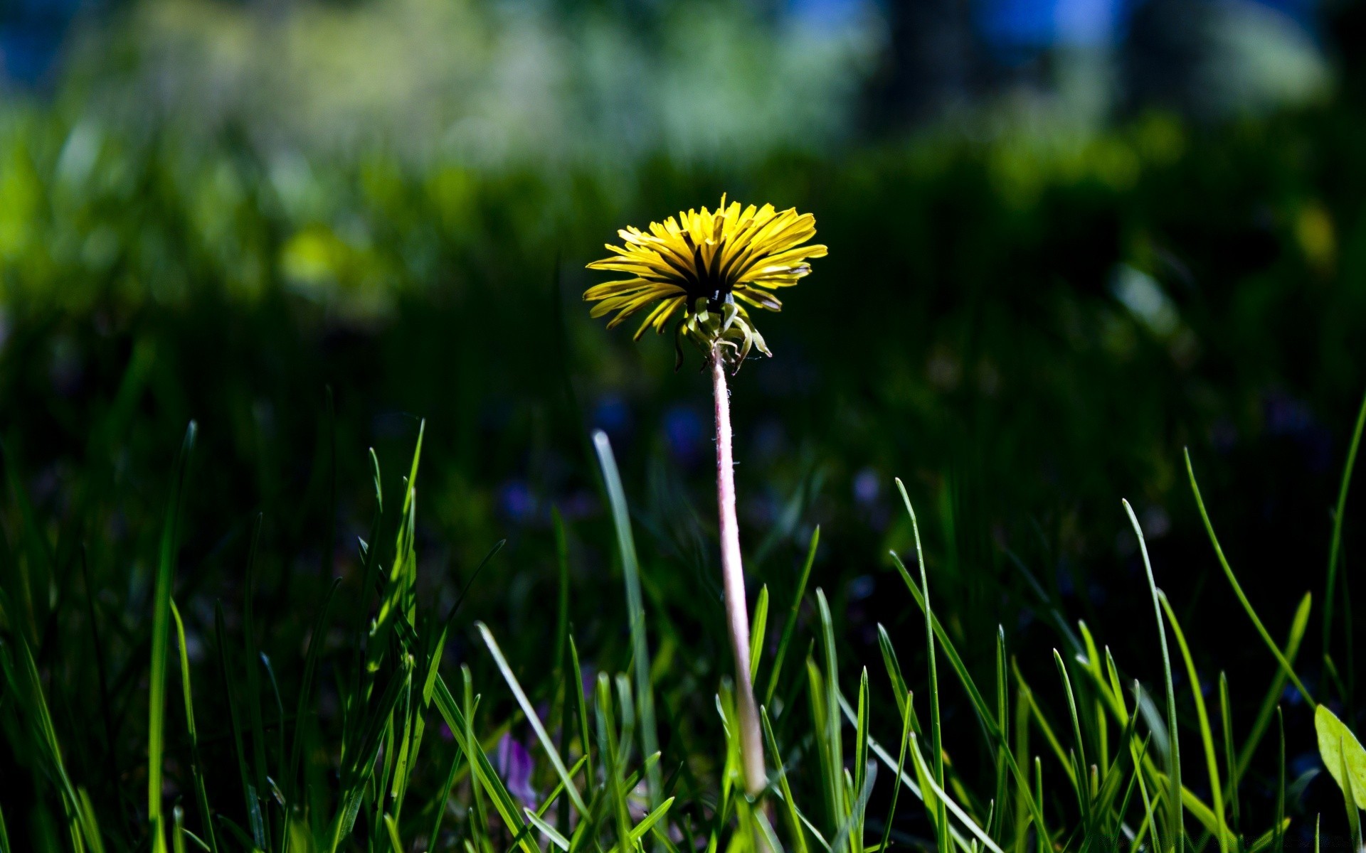 fiori erba natura campo fieno crescita estate flora prato giardino fiore sole bel tempo all aperto rurale foglia ambiente luminoso