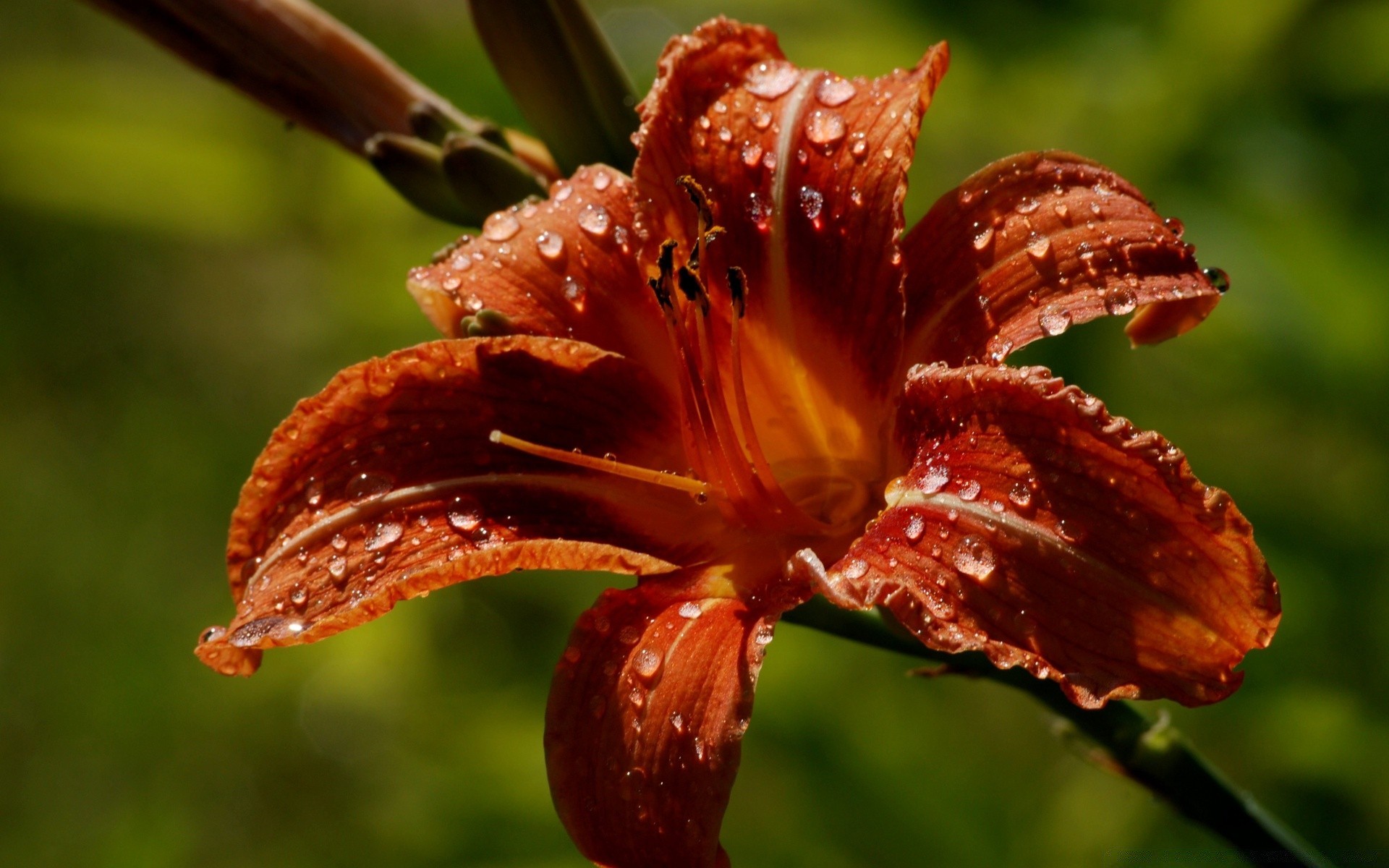 flores natureza flor ao ar livre folha flora chuva verão