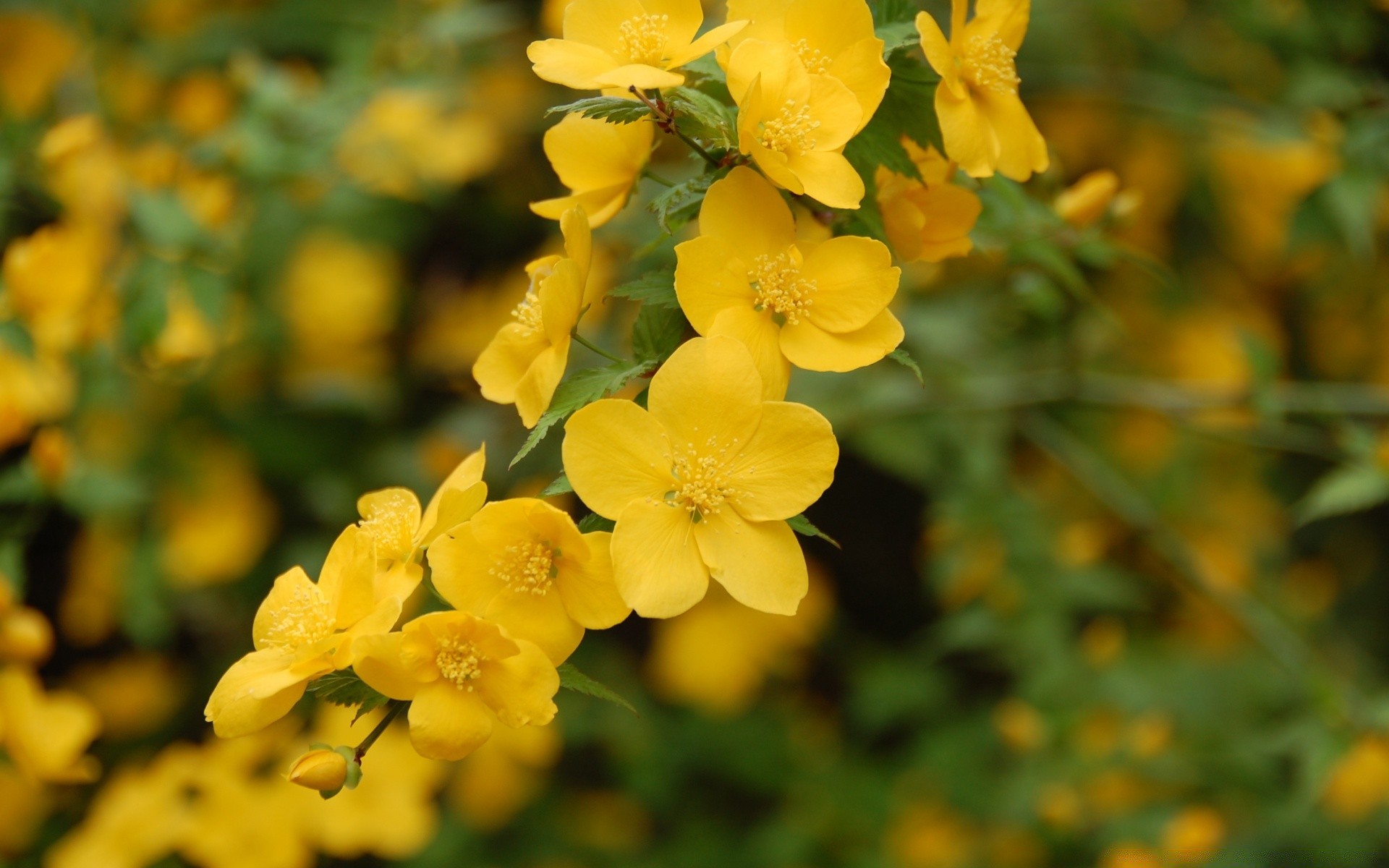 flowers nature flower flora leaf summer outdoors growth garden floral bright blooming fair weather season petal color