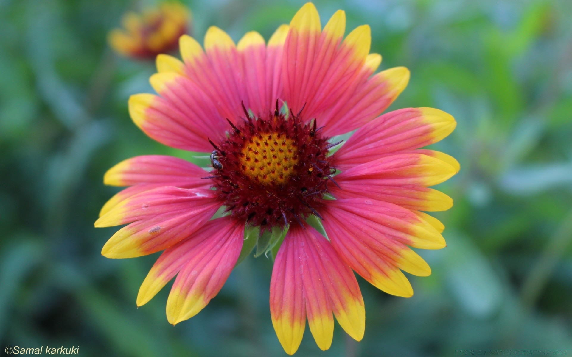 blumen natur sommer blume flora garten hell blatt blütenblatt blumen blühen im freien wachstum farbe schön