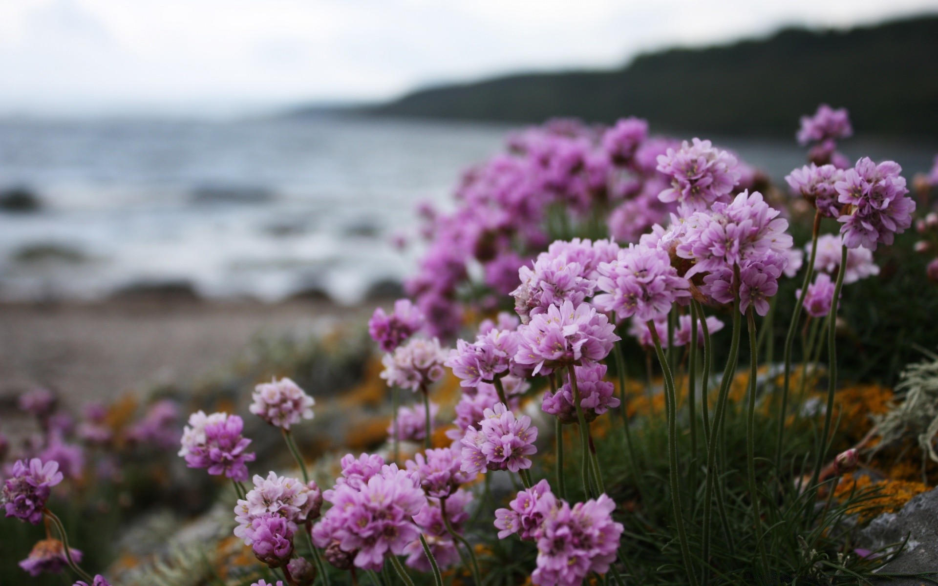 çiçekler çiçek doğa çiçek açan flora açık havada yaz çiçek petal bahçe renk güzel hava