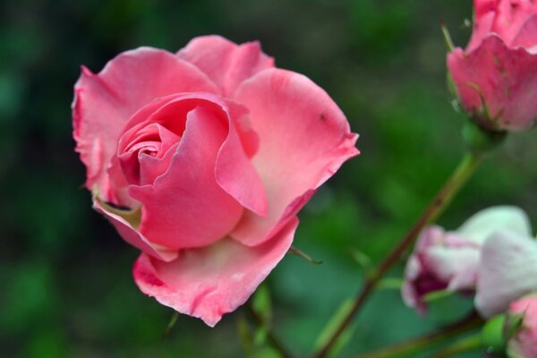 Rosa Blume. Die Natur. Flora