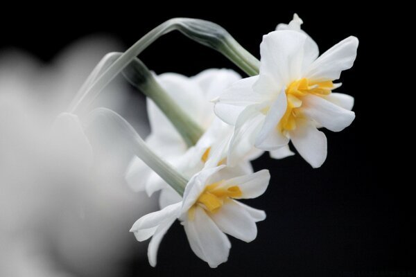 Fleurs avec des pétales blancs et jaunes