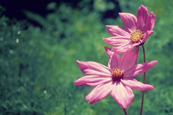 Two pink flowers on a blurry green background