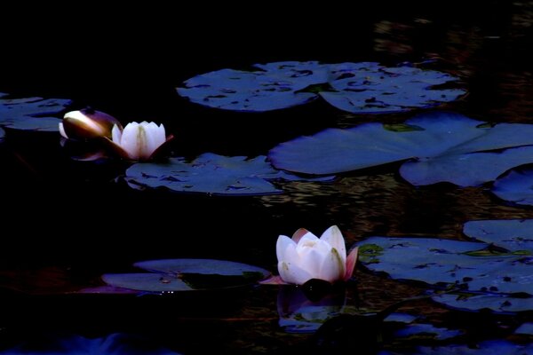 Lirio de agua rosa en el estanque nocturno