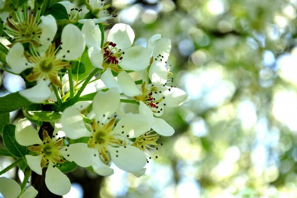 White flowers. Leaves. Flora. Nature