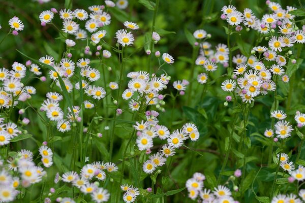 Kleine Kamillenblüten im Sommer