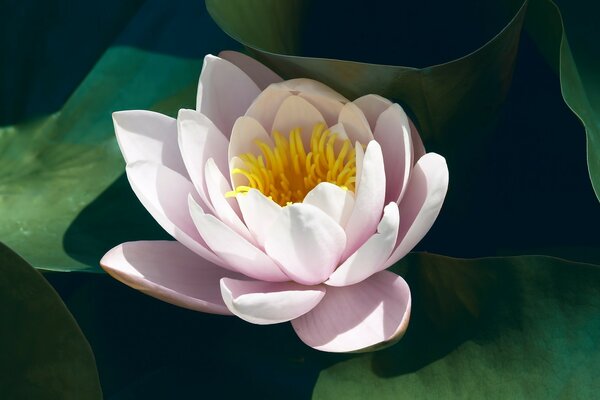 Délicate fleur de Lotus dans l eau