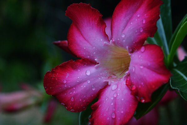 Beautiful pink flower with dew drops