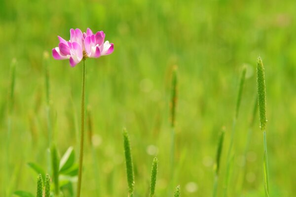 Été après, herbe et fleur