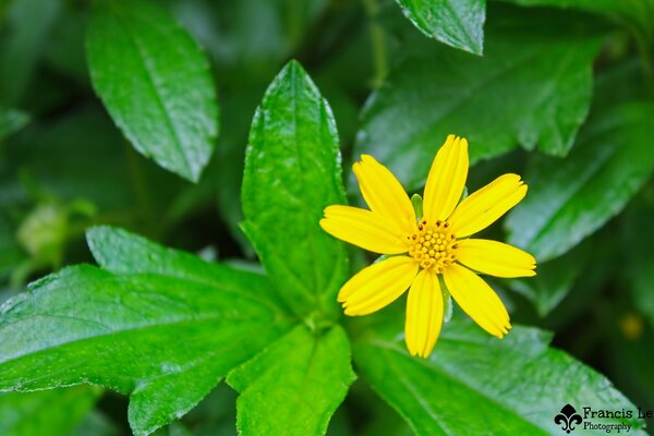 Feuilles et fleurs juteuses