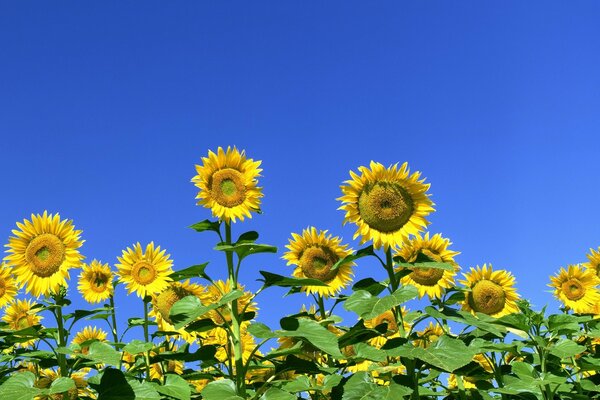 Yellow sunflowers against a clear blue sky