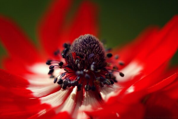 Blume mit roten langen Blütenblättern