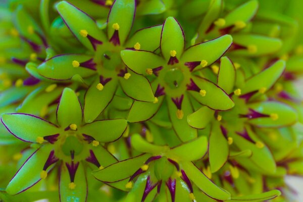 A bright indoor green plant