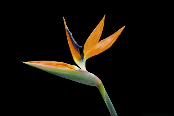 Strelitzia-un fiore che sembra un uccello con un ciuffo