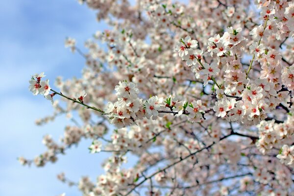 Frühlingsblüte des Kirschbaums