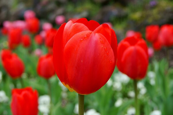 Tulpen aus dem Garten, die besten Blumen