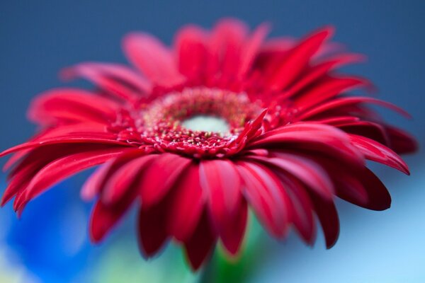 Fleur rouge gros plan