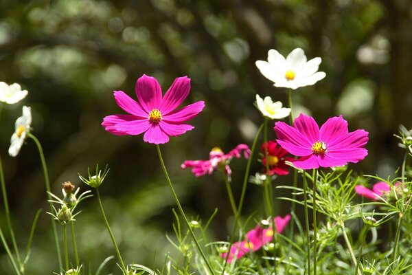 Summer white and pink flowers in the grass