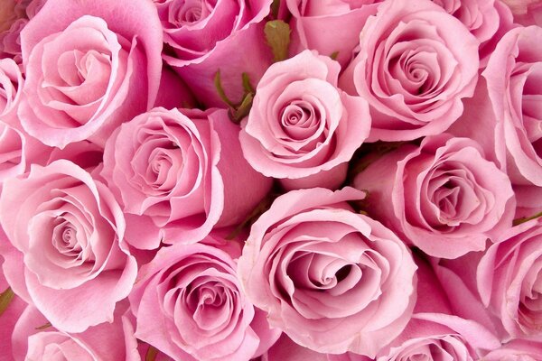 Rosas en un ramo con pétalos de rosa