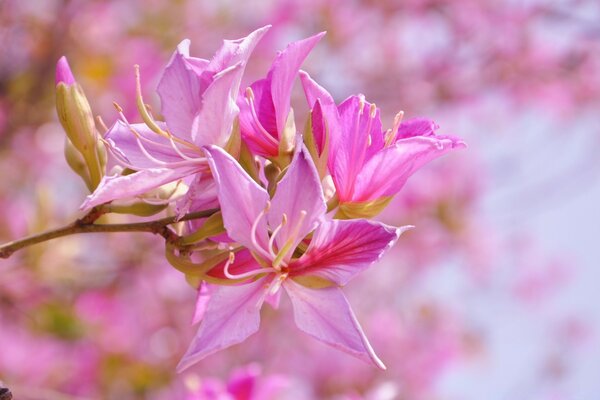 Fondo de fotografía floral rosa de primavera