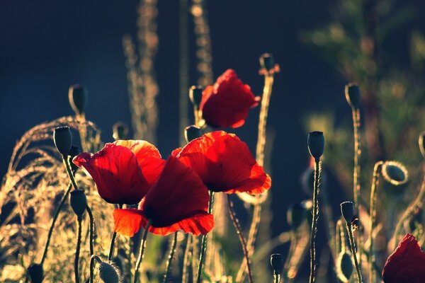 Foto von Blumen im Gras auf dunklem Hintergrund