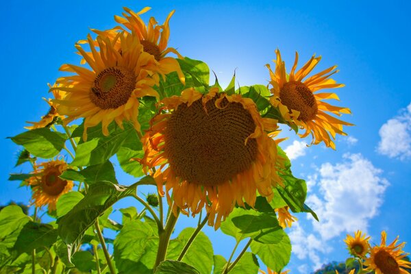 Yellow sunflowers in the light of the sun