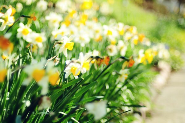 Blumenbeet mit Narzissen zu Ostern