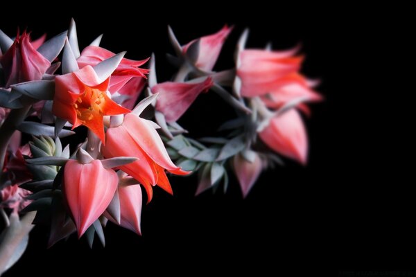 Flor de interior con capullos rosados y pétalos grises