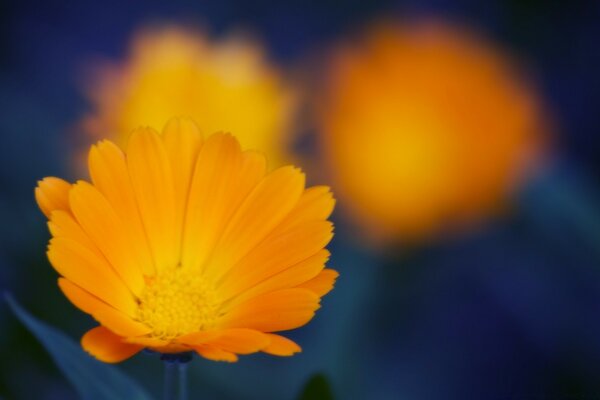 Orange Ringelblume Blume auf dunkelblauem Hintergrund