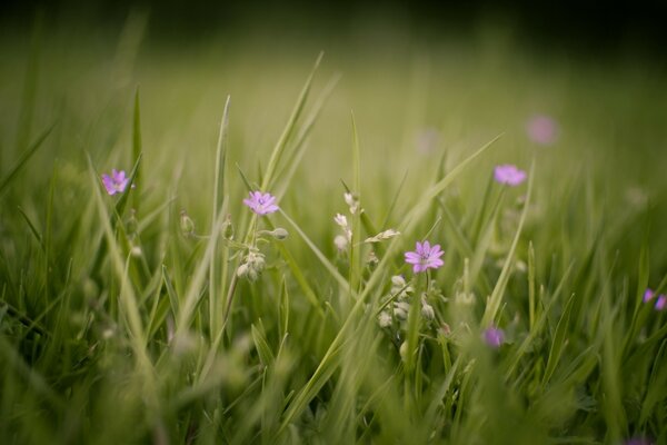 Flores silvestres entre grama