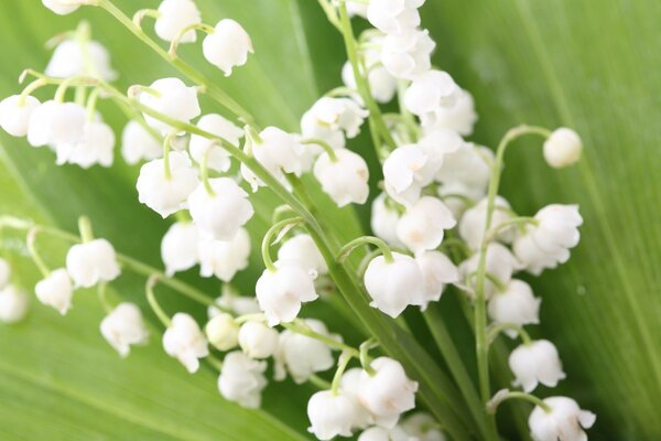 Beautiful white flowers with green leaves