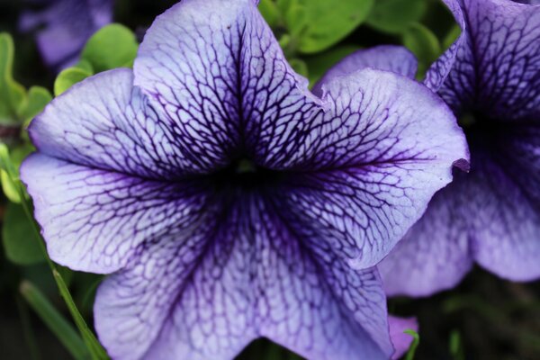 Dos delicadas violetas Lilas