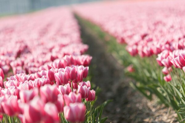 Campo di tulipani rossi e bianchi su sfondo sfocato