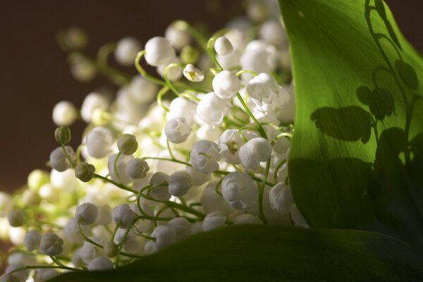 Bouquet of lilies of the valley close-up