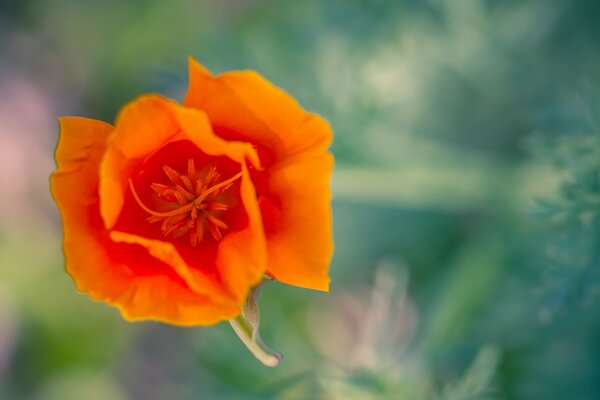 Piccolo fiore luminoso e delicato