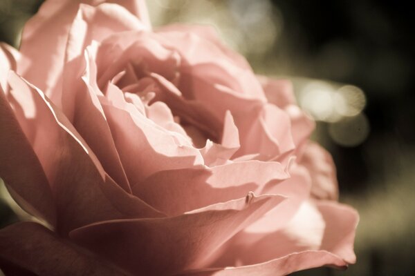 Powdery bud of a peony-shaped rose