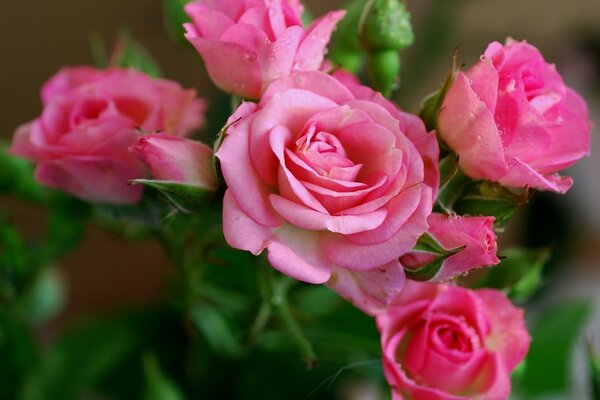 Botões de rosas de jardim rosa brilhante