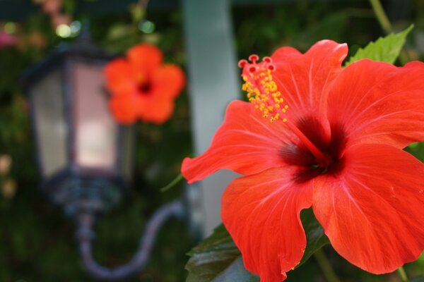 Hermosa flor roja y linterna