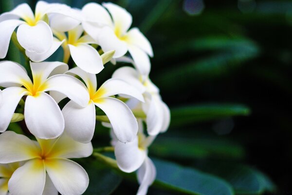 Tropical nature, a flower from the tropics