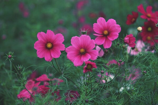 Cosmea-una decoración brillante herbácea de cualquier Jardín