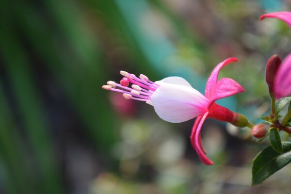 Flor branca e rosa com estames em um fundo desfocado