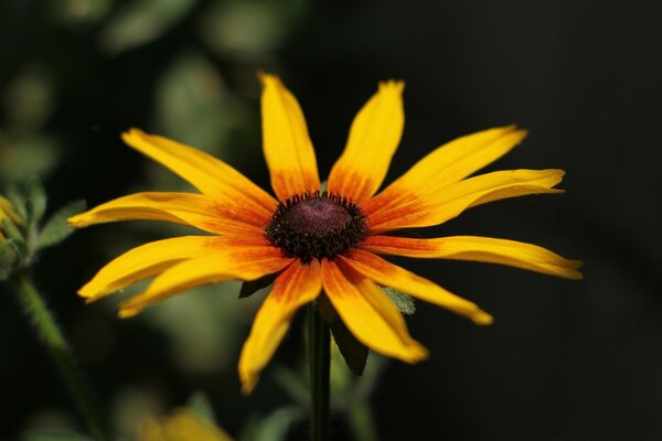 Die Blume ist leuchtend orange